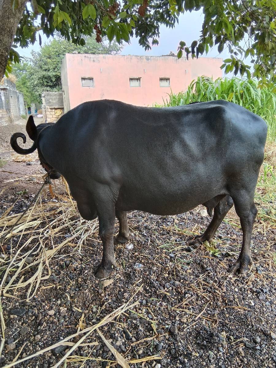 ભેંસ વેચવાની છે