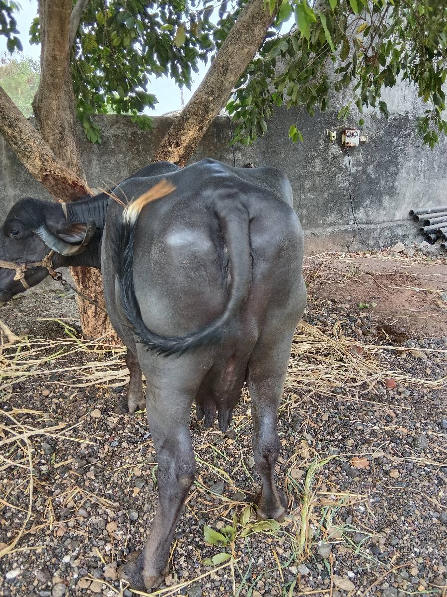 ભેંસ વેચવાની છે