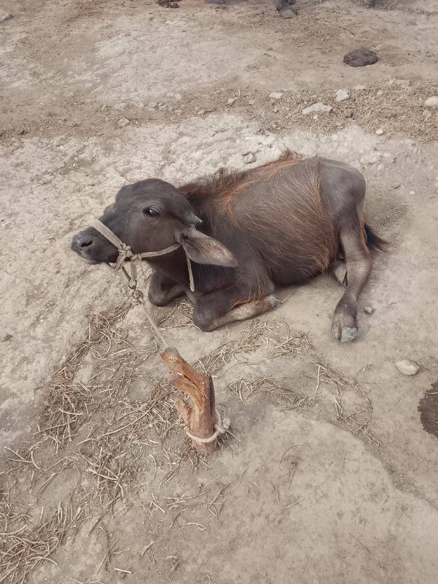 બીજૂ વેતર