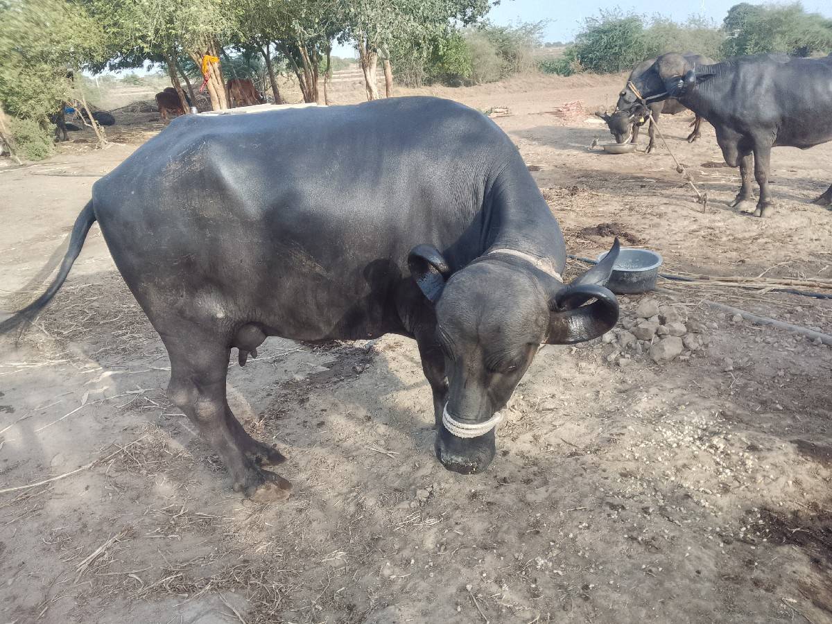 બીજૂ વેતર