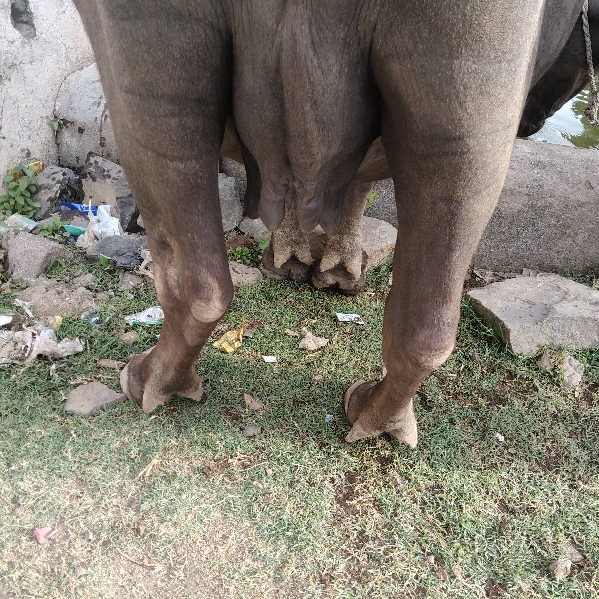 ભેંસ વેચવાની છે