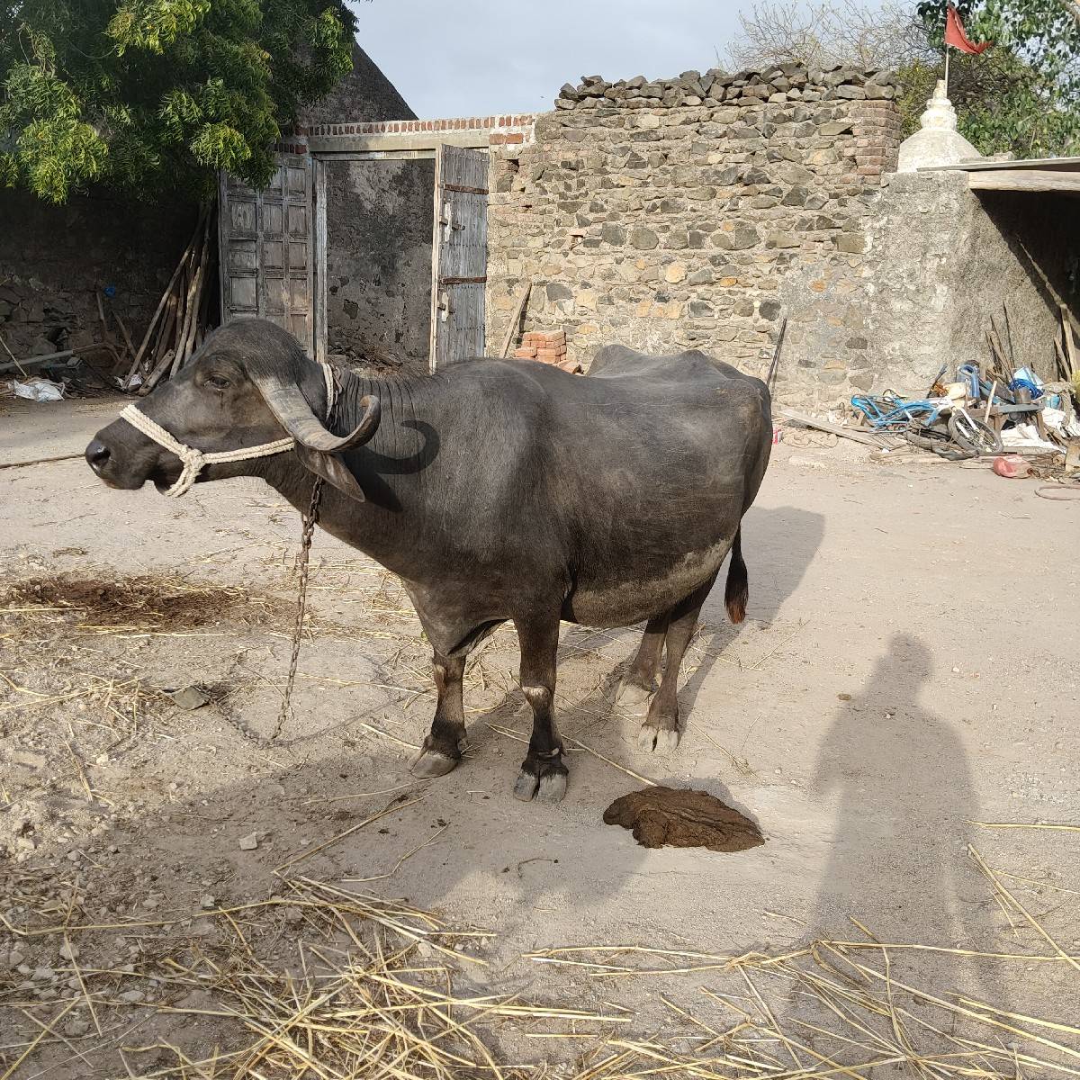 ભેંસ વેચવાની છે