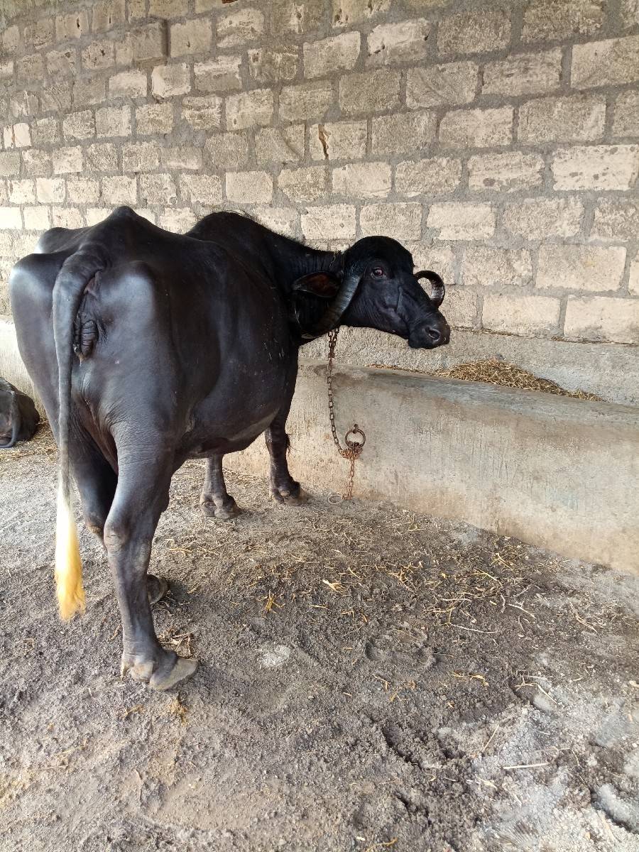 ભેંસ વેચવાની છે