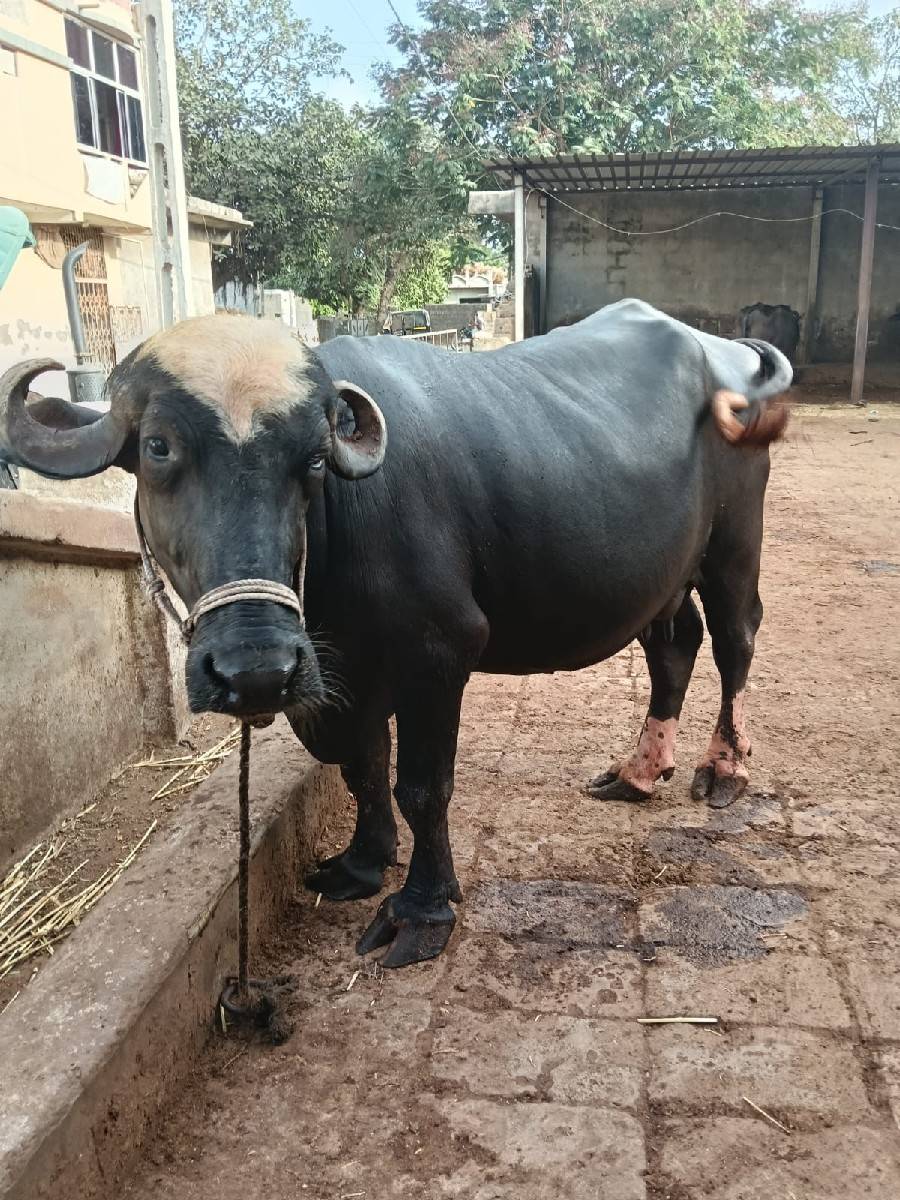 ભેંસ વેચવાની છે