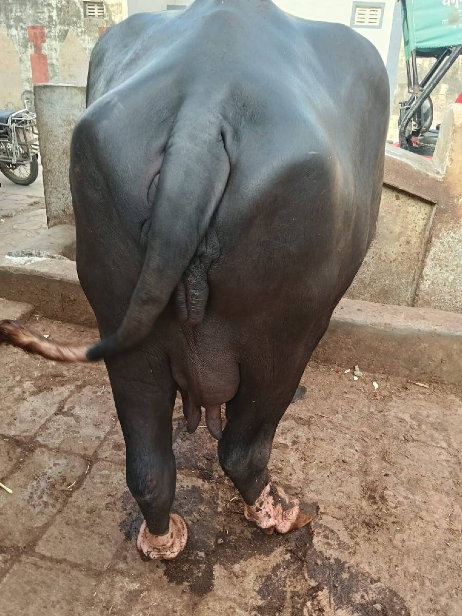 ભેંસ વેચવાની છે