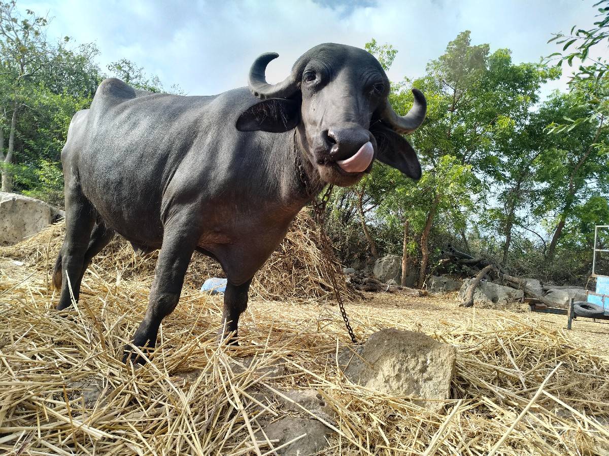 ભેંસ વેચવાની છે