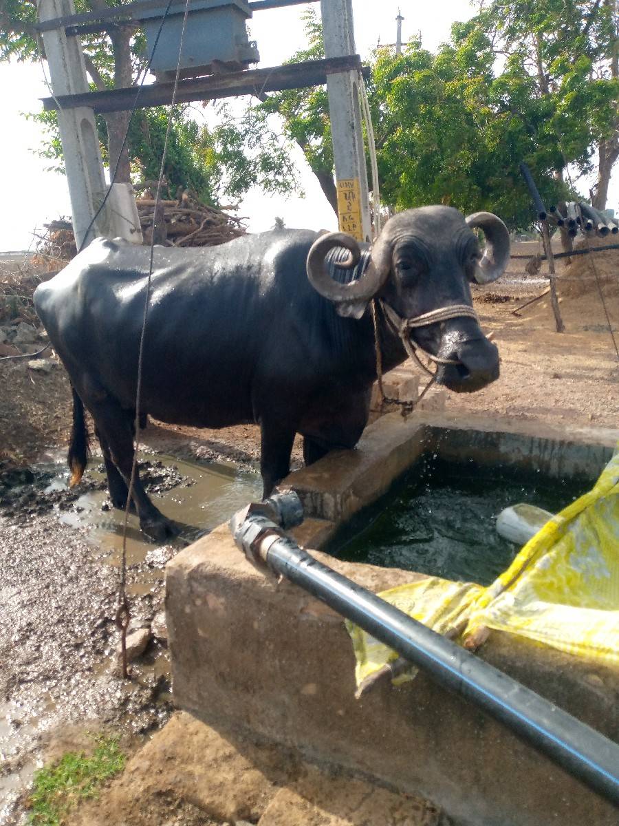 ભેંસ વેચવાની છે