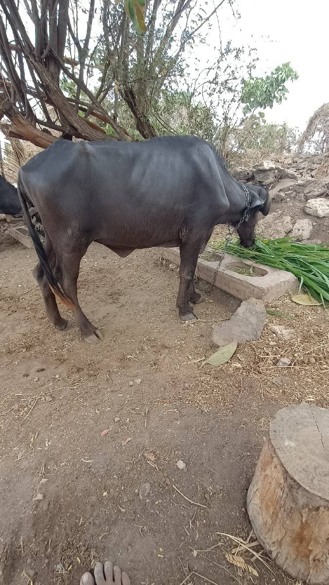 ખળેલુ વેસવાનુ છે