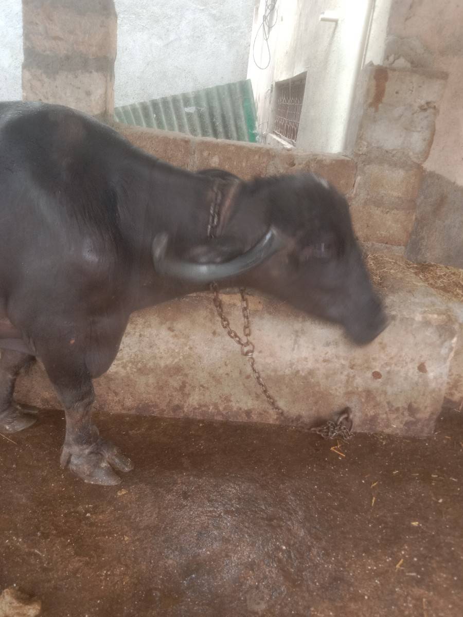 ભેંસ વેચવાની છે