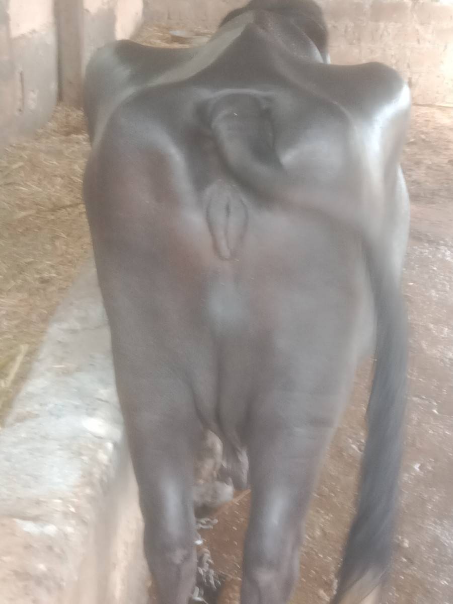 ભેંસ વેચવાની છે