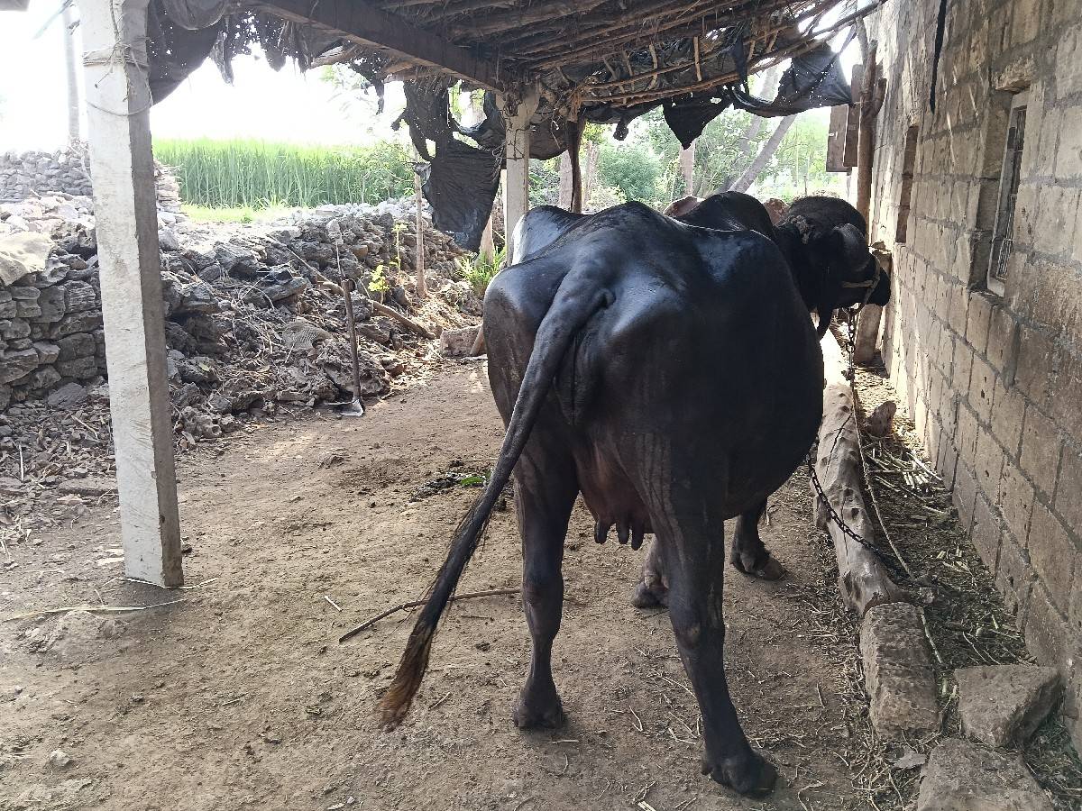 પહેલા વેતરનો ખોળેલું વેચવાનું છે
