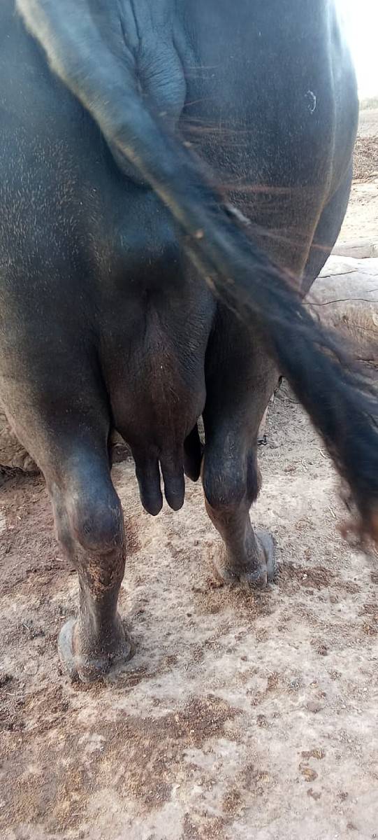 ભેંસ વેચવાની છે