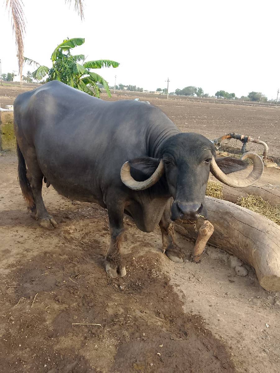 ભેંસ વેચવાની છે