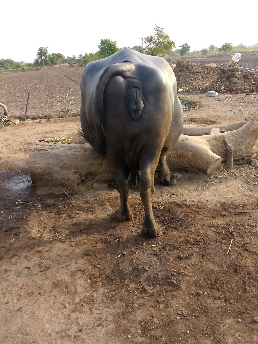 ભેંસ વેચવાની છે