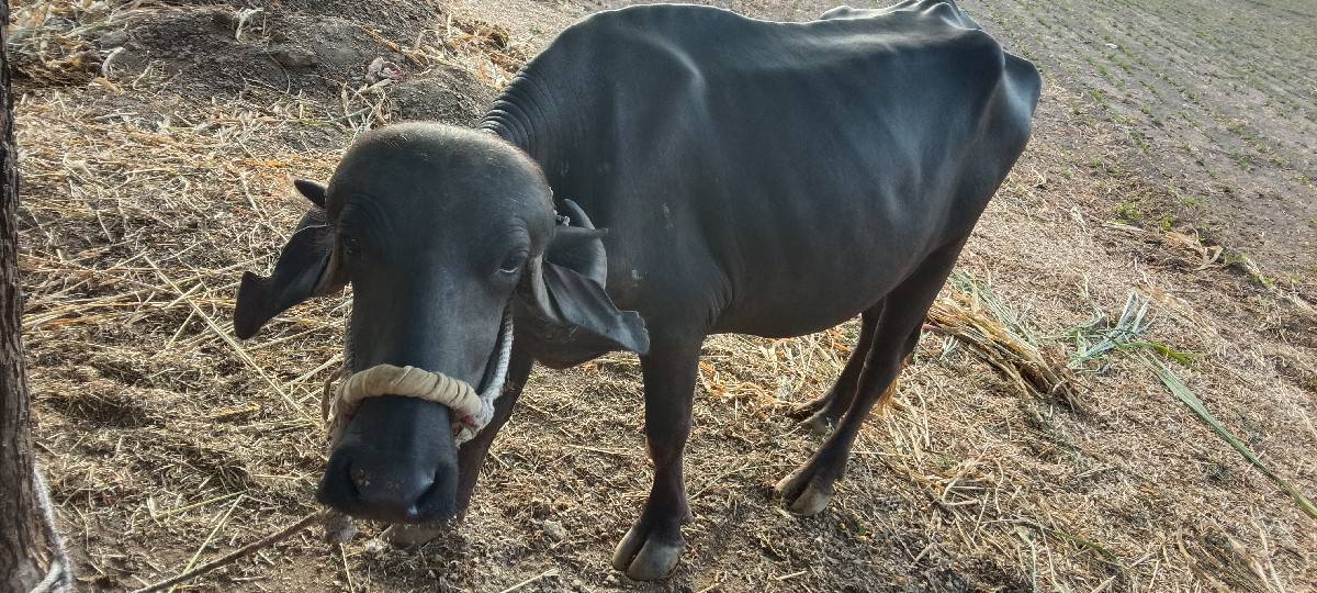 આ ભેંસ વેચવાની છે