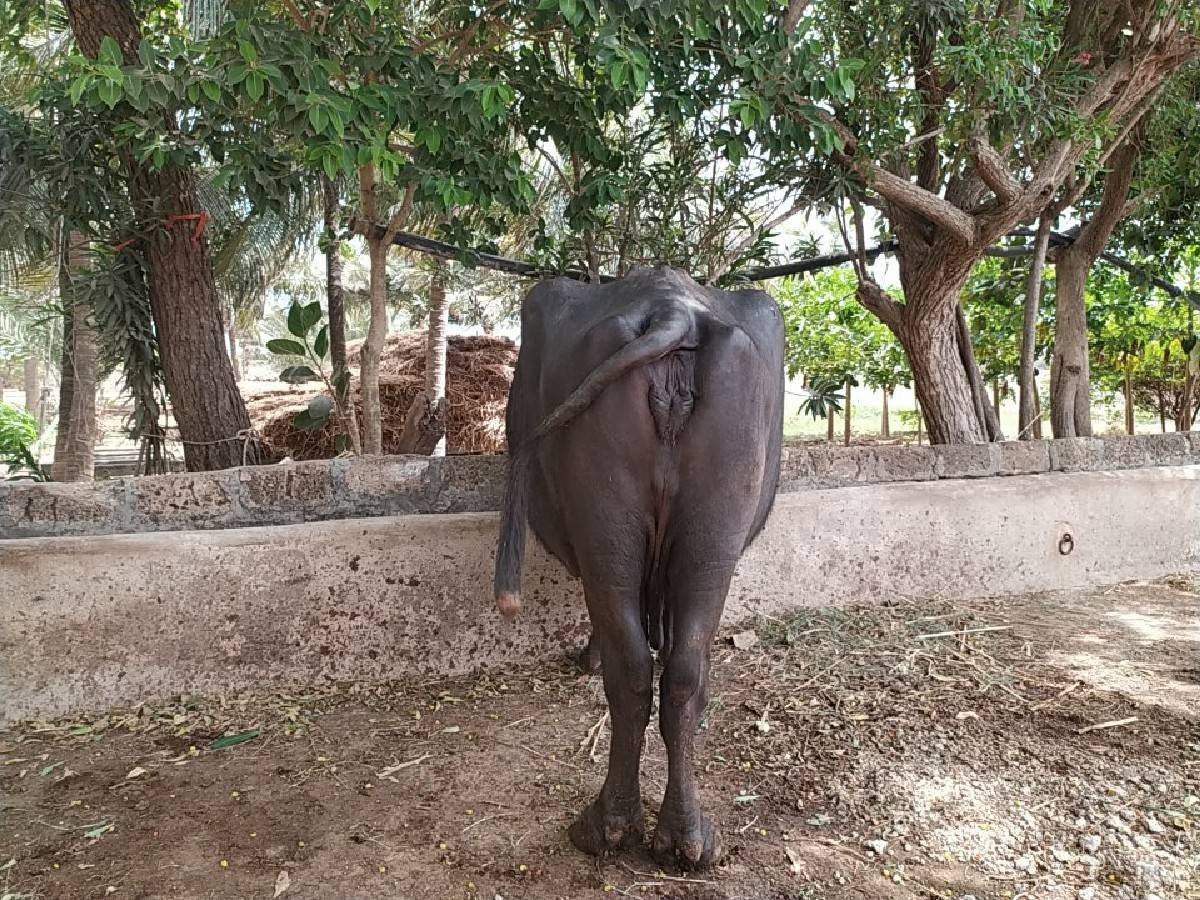 ભેંસ વેચવાની છે કોલીખડા પોરબંદર