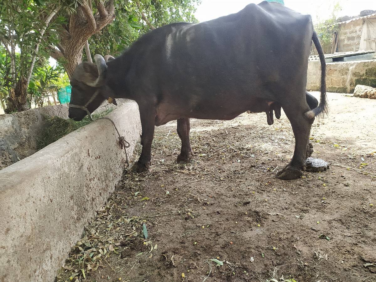 ભેંસ વેચવાની છે કોલીખડા પોરબંદર