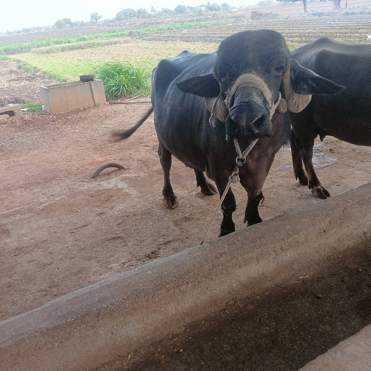 bhesh vesvani se 6 vetar