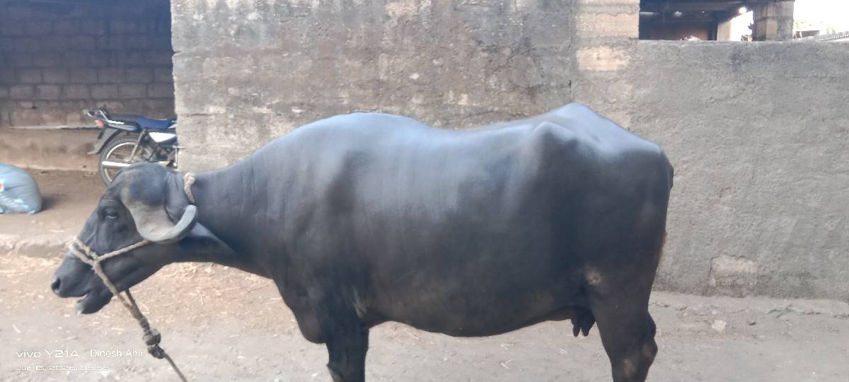 ભેંશ વેચવાની છે