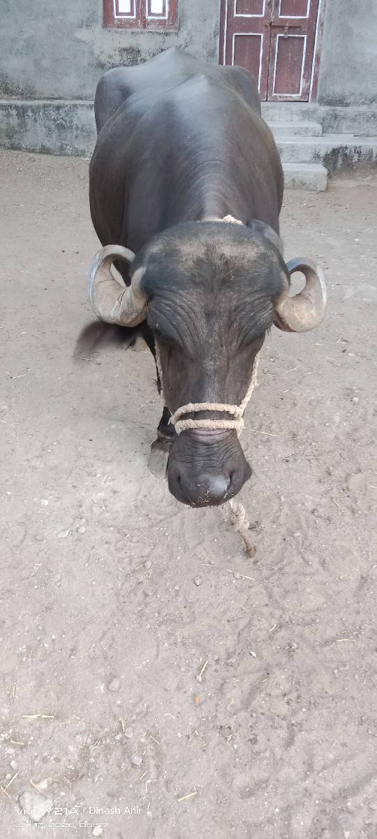 ભેંશ વેચવાની છે