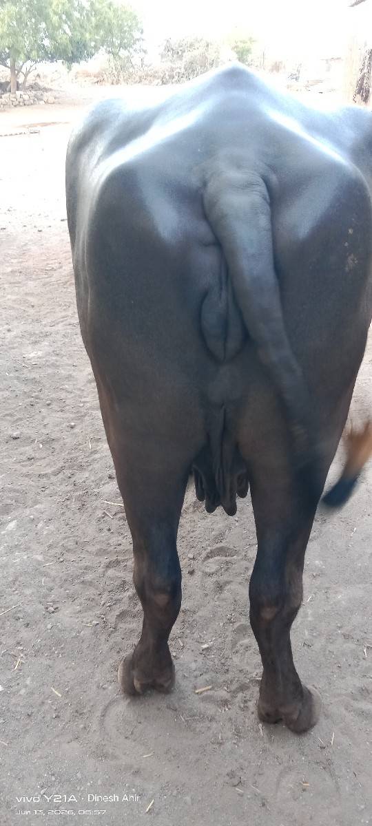 ભેંશ વેચવાની છે