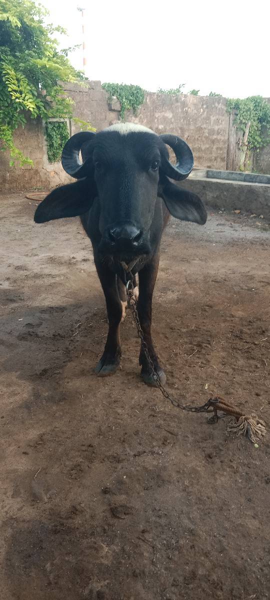 ખડેલી વેચવાની છે