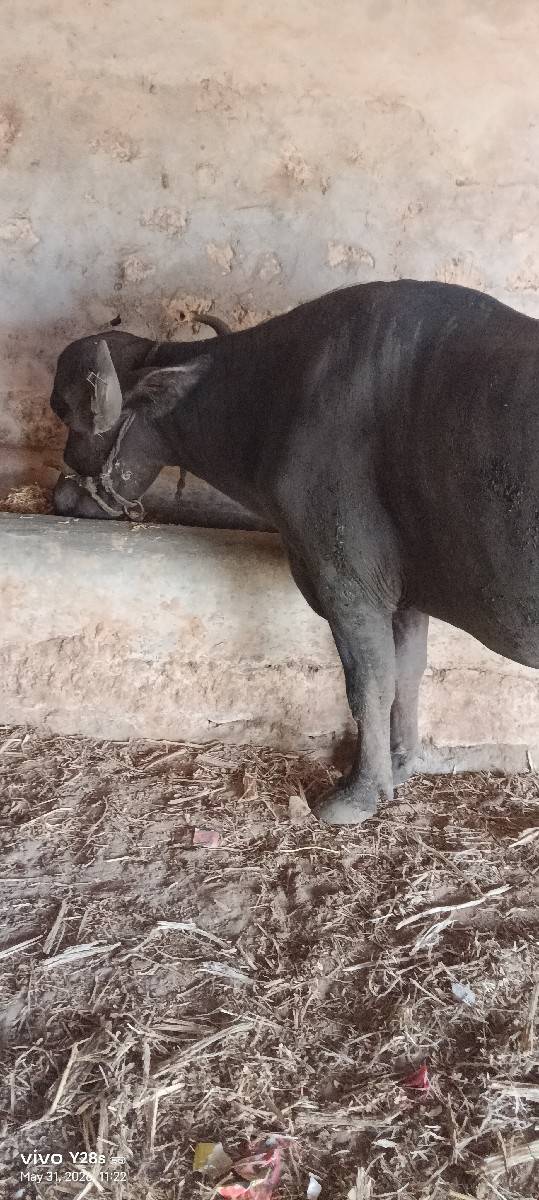 2 ખડેલા વેચાવ ના છે