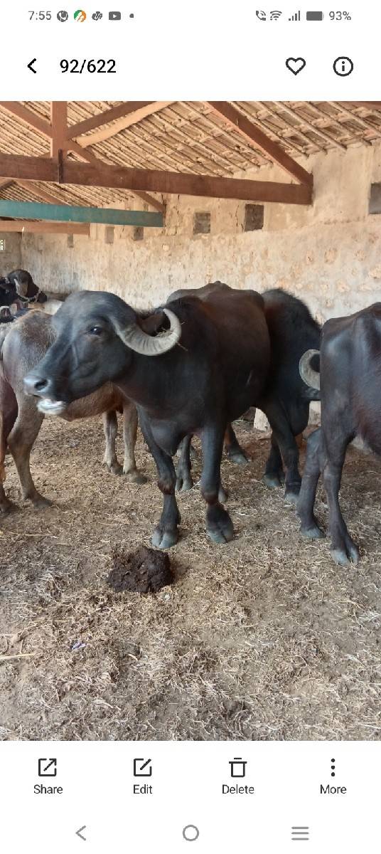 2 ખડેલા વેચાવ ના છે