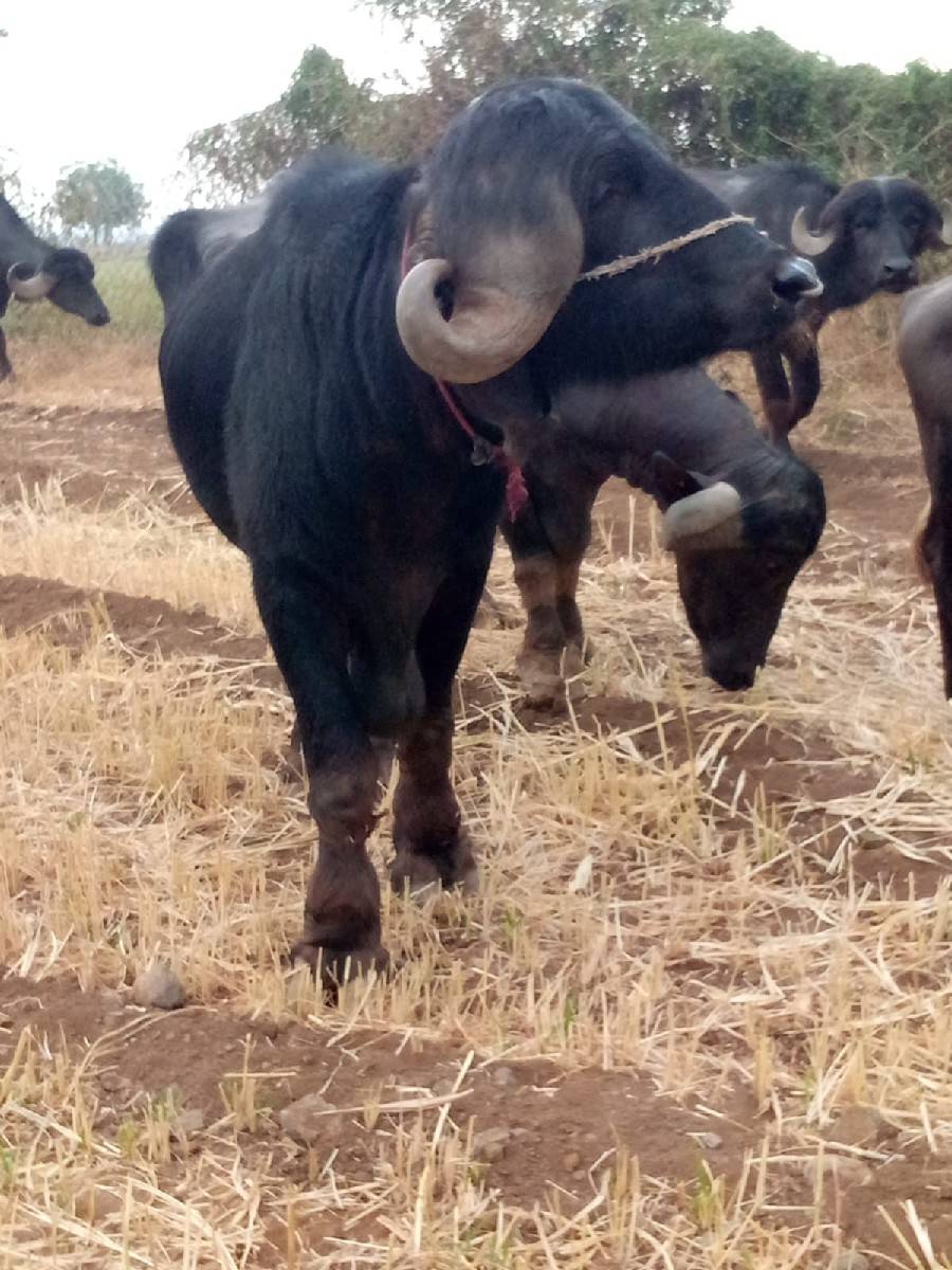 પાડો વેસવા નો છે
