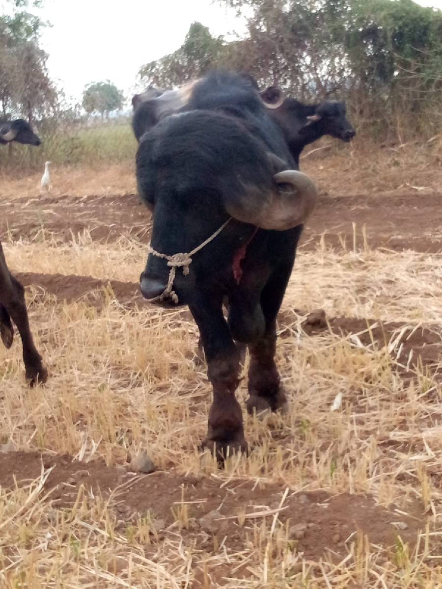 પાડો વેસવા નો છે