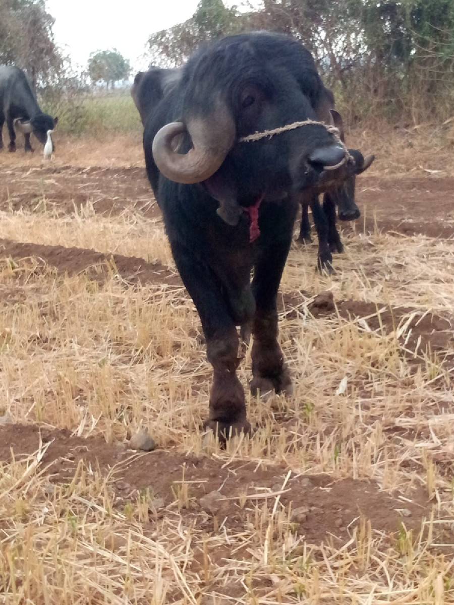 પાડો વેસવા નો છે