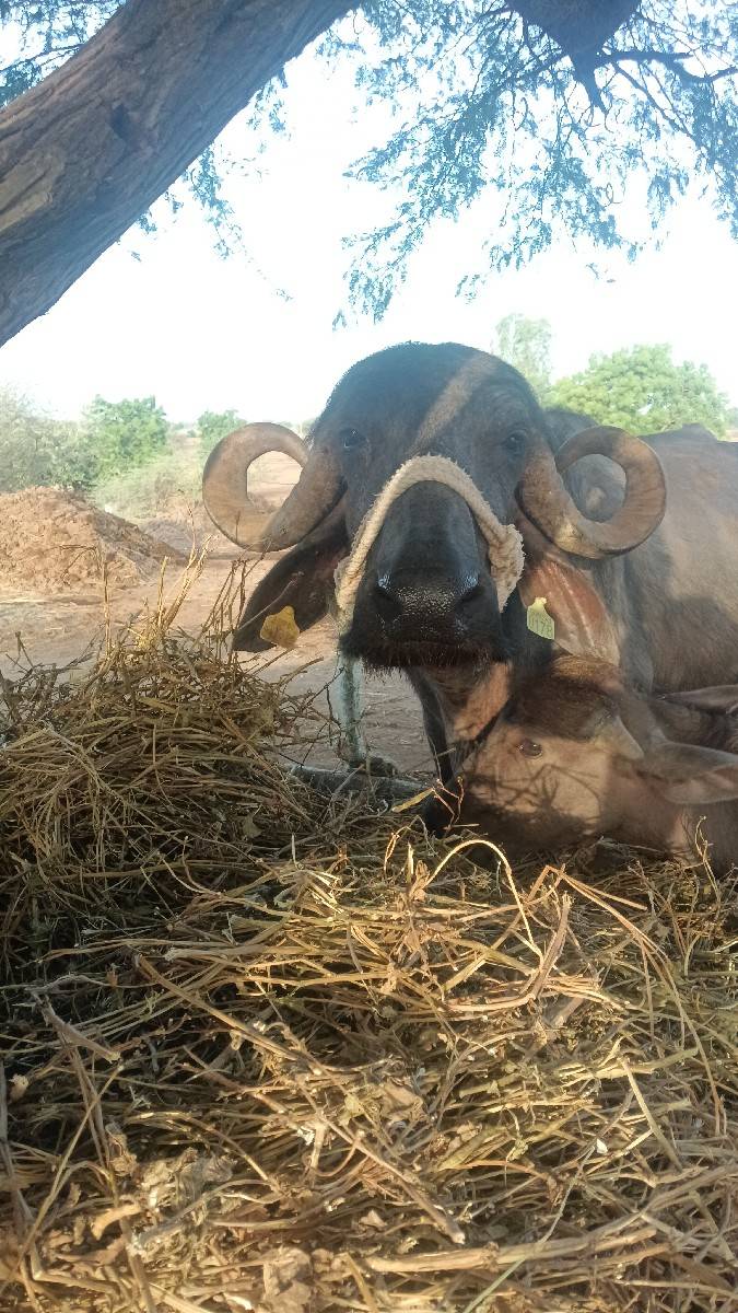 તન વેતર ની છે