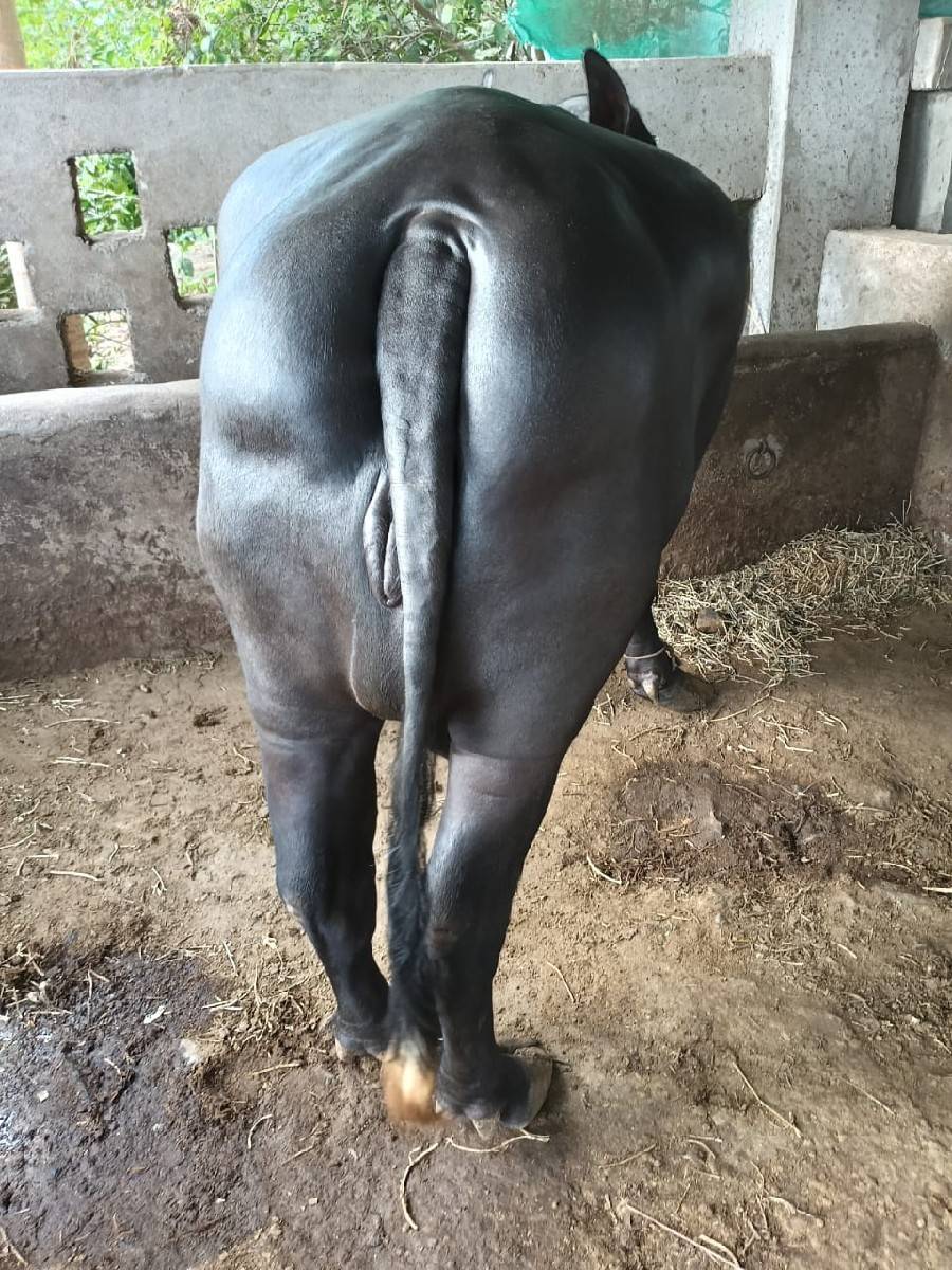 રાજાભાઈ કારાવદરા