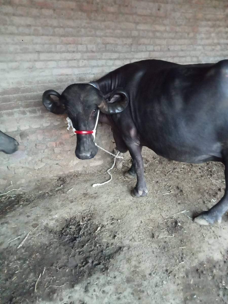 ભેસ