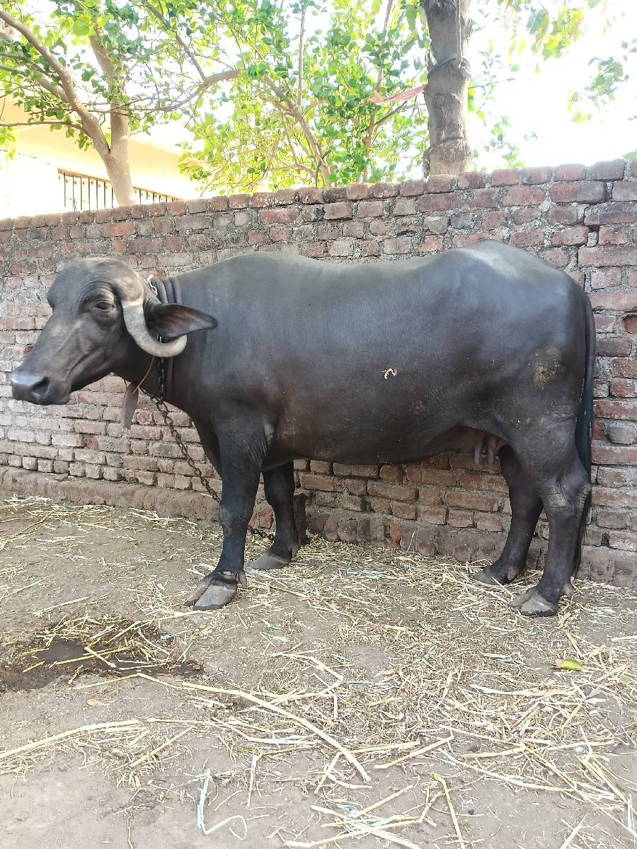 ભેંસ વેચવાની છે