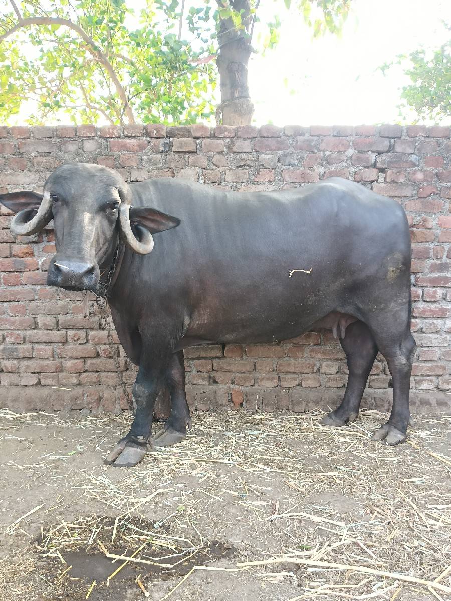 ભેંસ વેચવાની છે