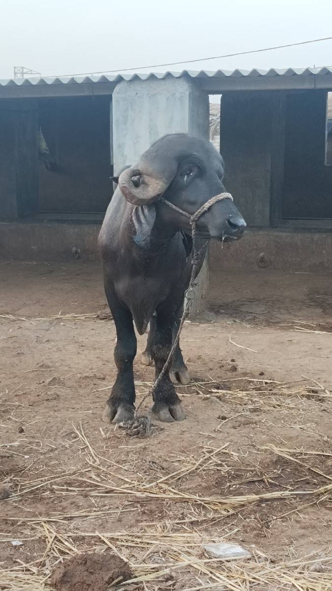 પાડો વેચવાનો છે 9979378434