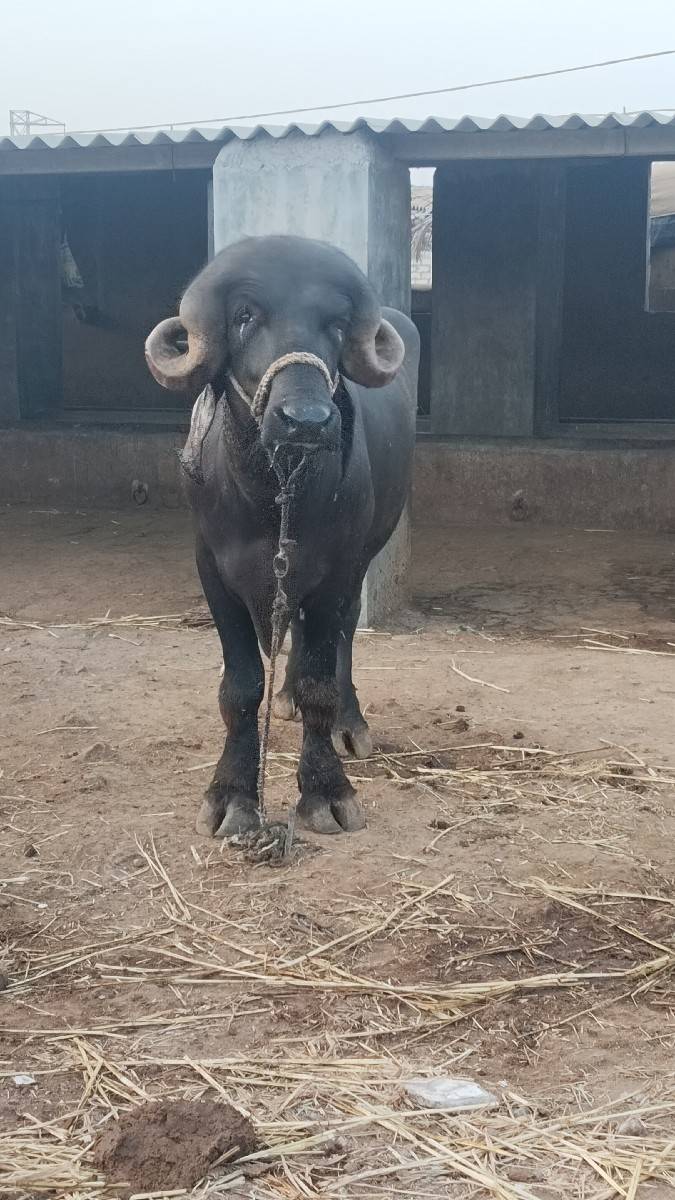 પાડો વેચવાનો છે 9979378434