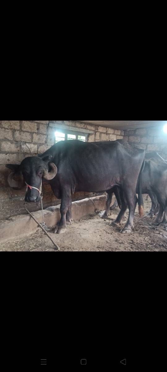 ભેંસ વેચવાની છે