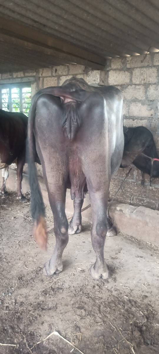 ભેંસ વેચવાની છે