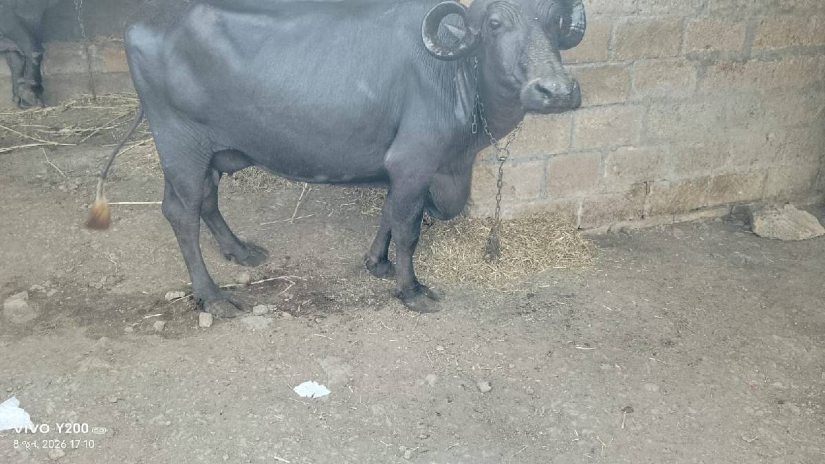 ભેંસ વેચવાની છે
