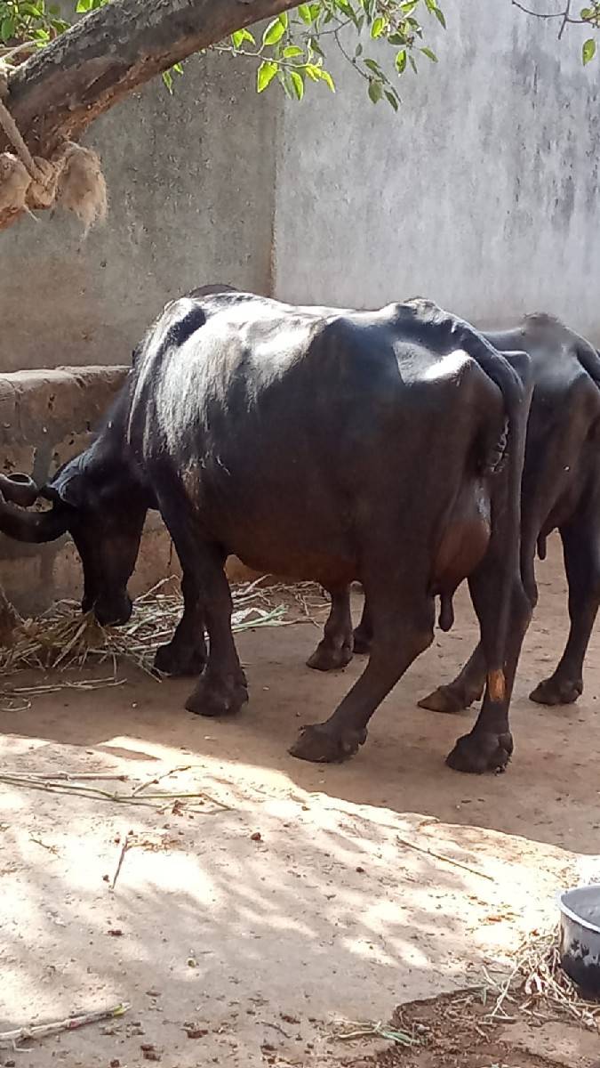 ભેશ વેચવાની છે