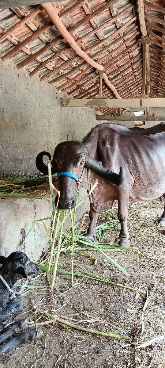 ભેંસ વેચવાની છે