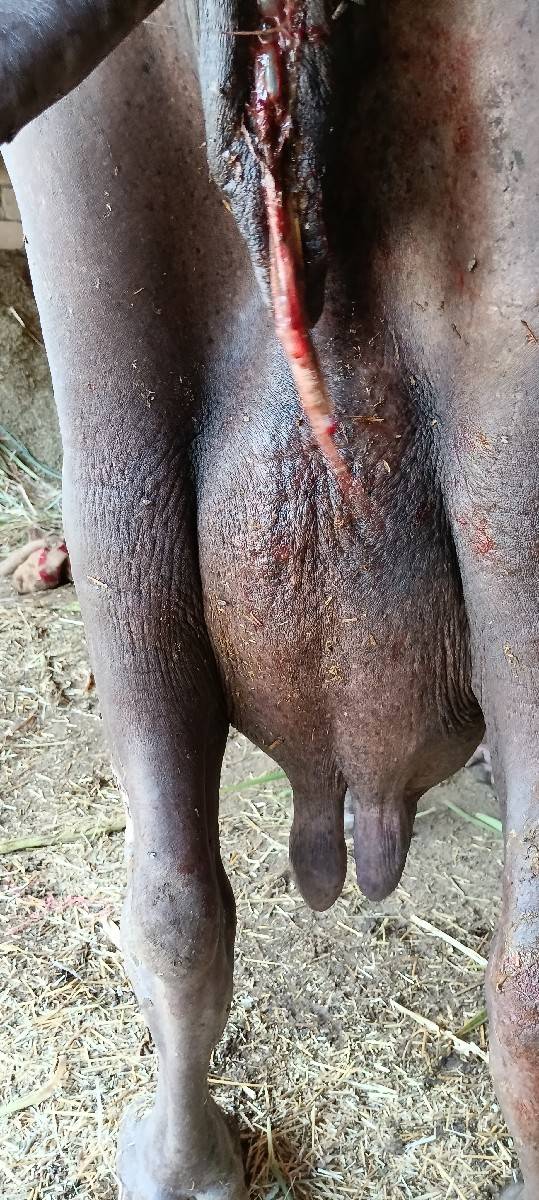 ભેંસ વેચવાની છે