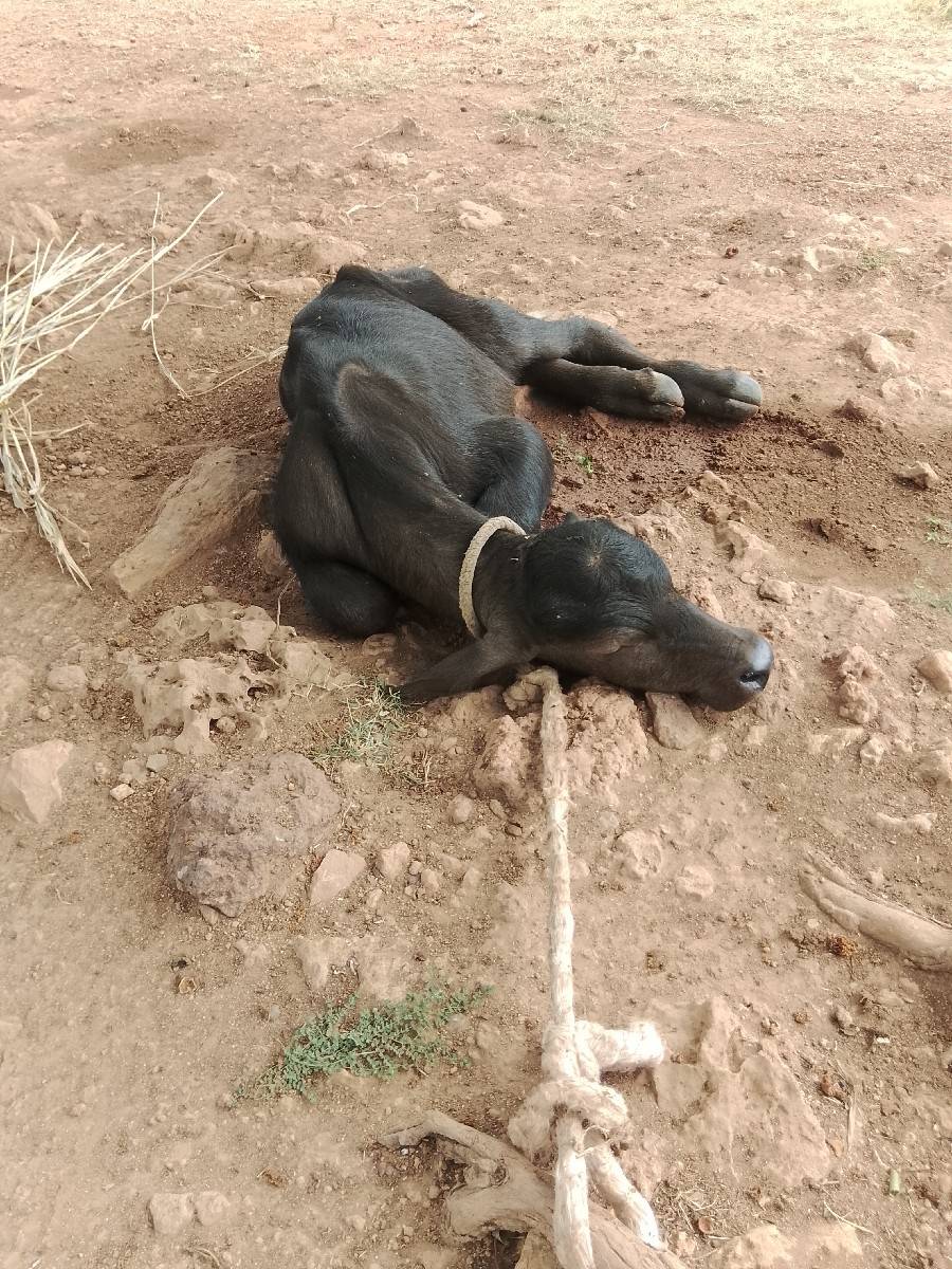 ભેંસ વેચવાની છે