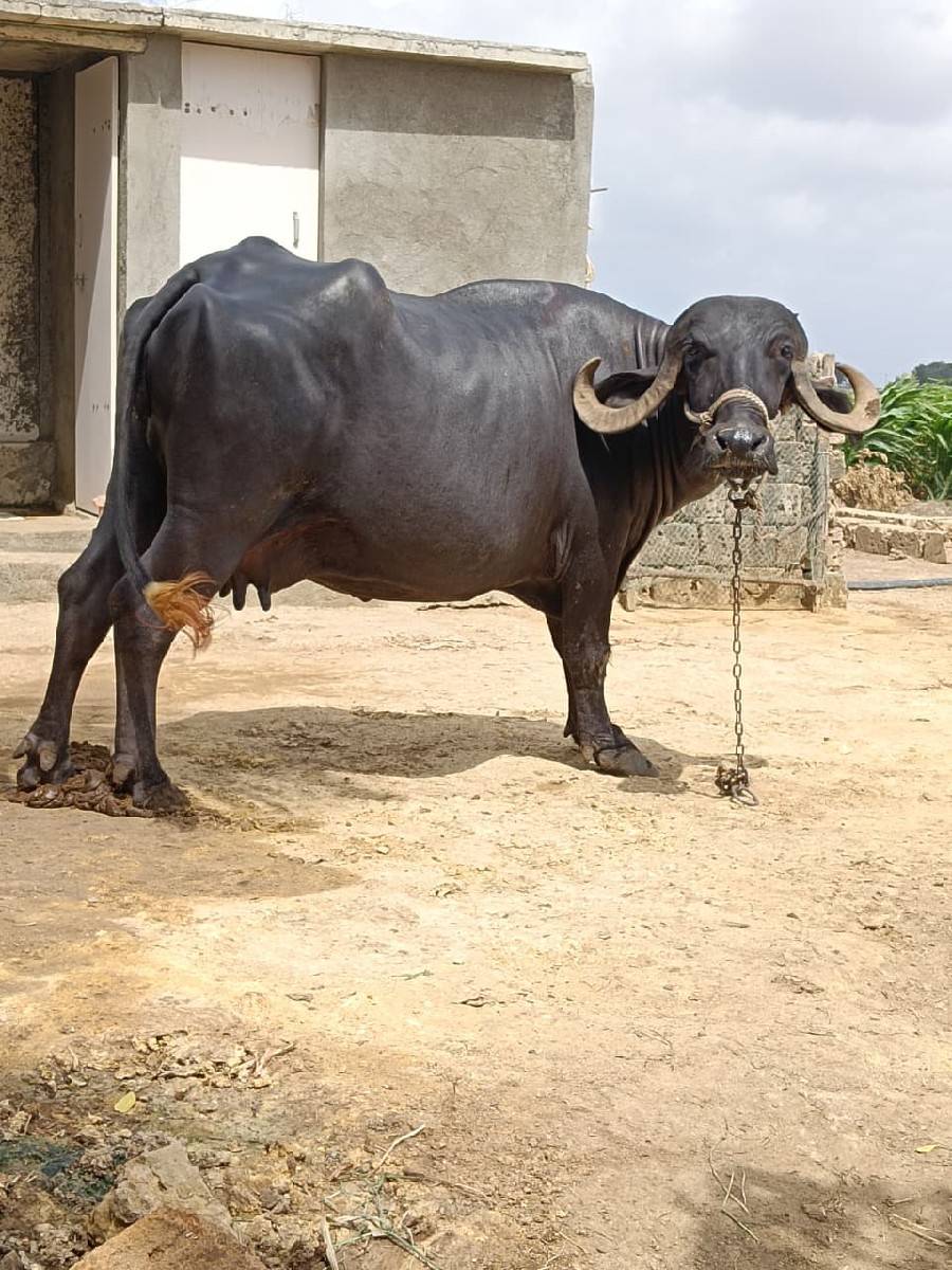 ભેંસ વેસવા ની સે