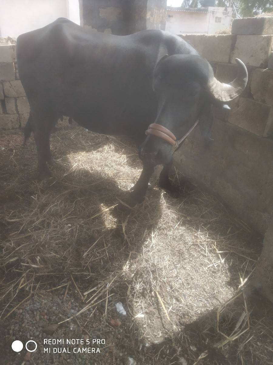 ખળેલી વેચવાની છે