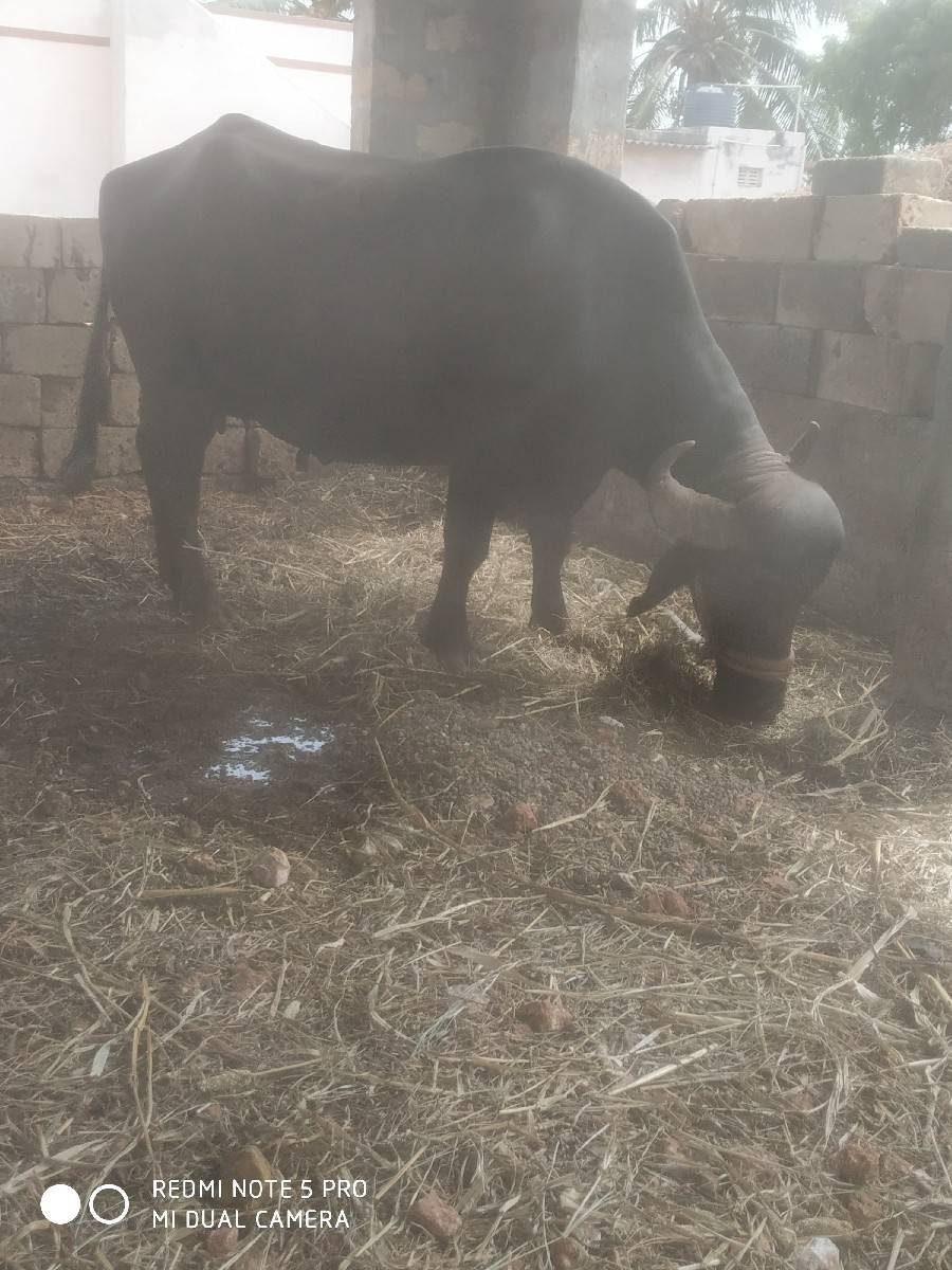 ખળેલી વેચવાની છે