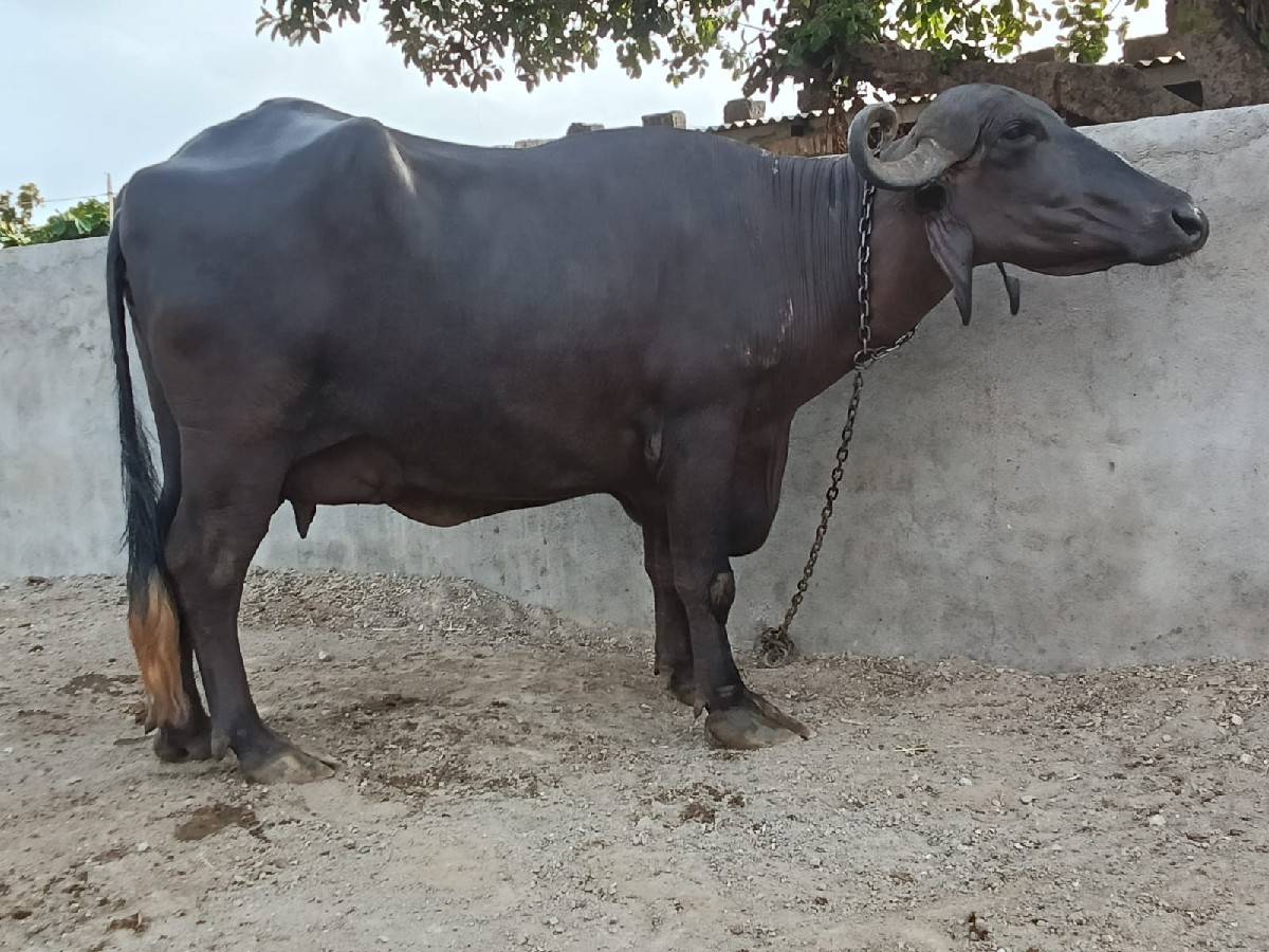 ભેંસ વેચવાની છે