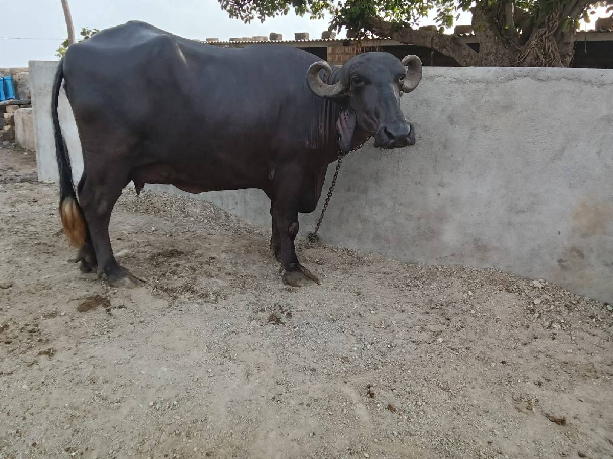 ભેંસ વેચવાની છે